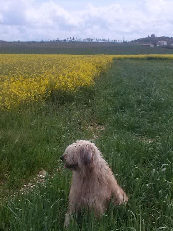Hostal Rural Huartearena Iza エクステリア 写真